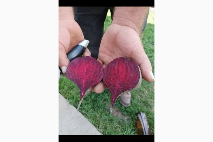 Продам столовий буряк оптом сорт Детройт, калібр 6-10, від 20 тонн- фото № 2