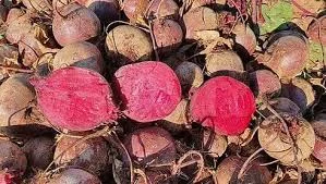 Продам буряк оптом для бюджетних організацій- фото № 1