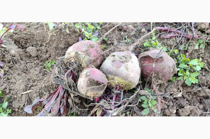 Продам некондеційний столовий буряк- фото № 1