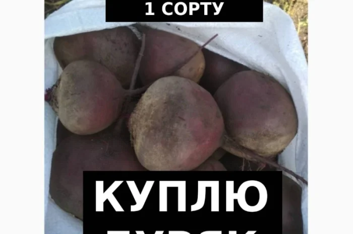 Куплю Буряк (Гурт/ОПТ) по Україні- фото № 1