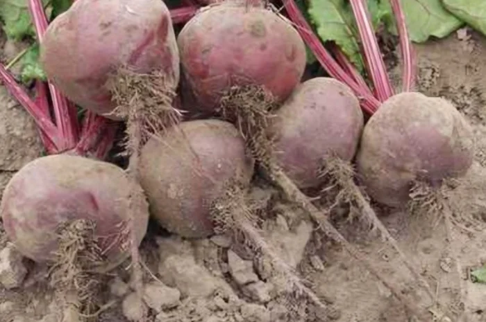 Продам буряк столовий- фото № 1