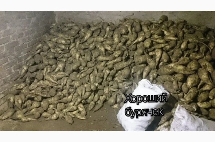 Продам буряк кормовий, польський, . Еко виробництво- фото № 1
