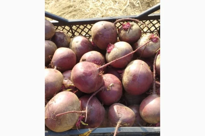 Буряк круглый и цилиндр- фото № 4