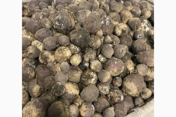 Продам буряк 2-сорта 10 тонн- фото № 1