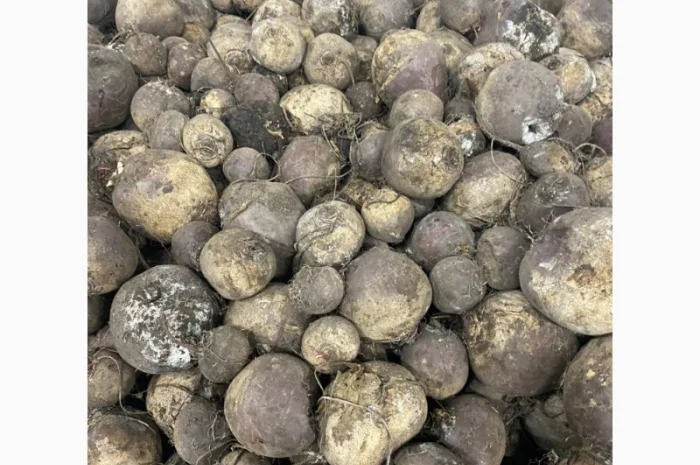 Продам буряк 2-сорта 10 тонн- фото № 2