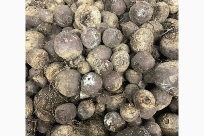 Продам буряк 2-сорта 10 тонн- фото № 3