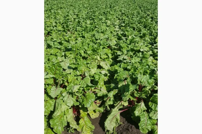 Продам свеклу 2.50грн- фото № 1