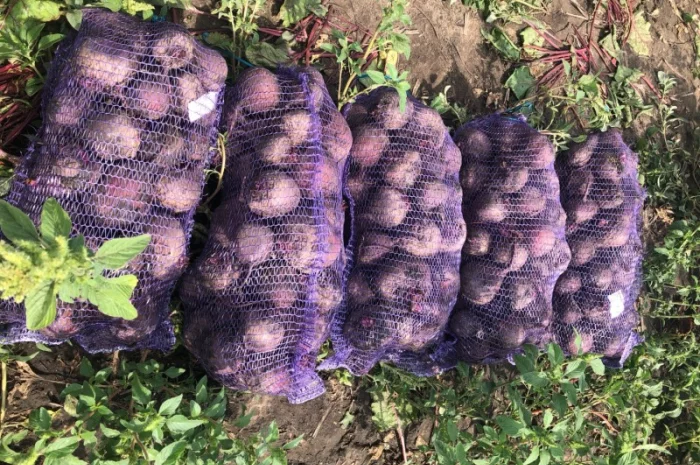 Продам свеклу- фото № 1