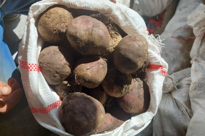 Продам буряк круглий Киев- фото № 1