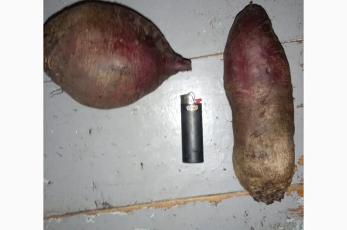 Продам буряк столовий- фото № 2