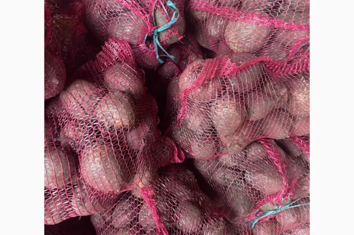 Буряк столовий- фото № 3