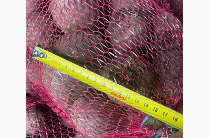 Буряк столовий- фото № 4