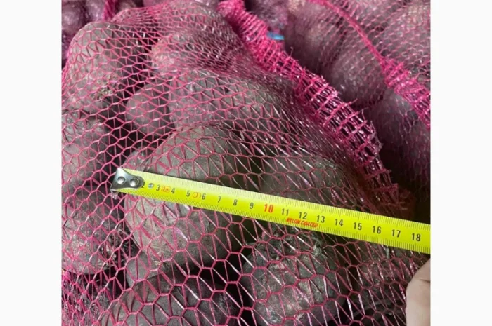 Буряк столовий- фото № 5