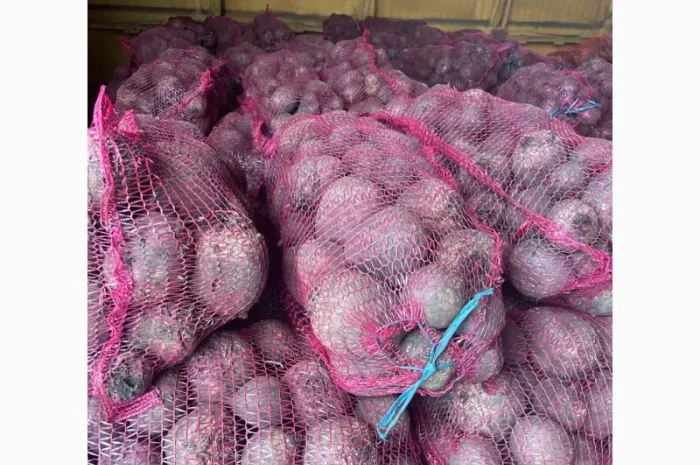 Буряк столовий- фото № 6