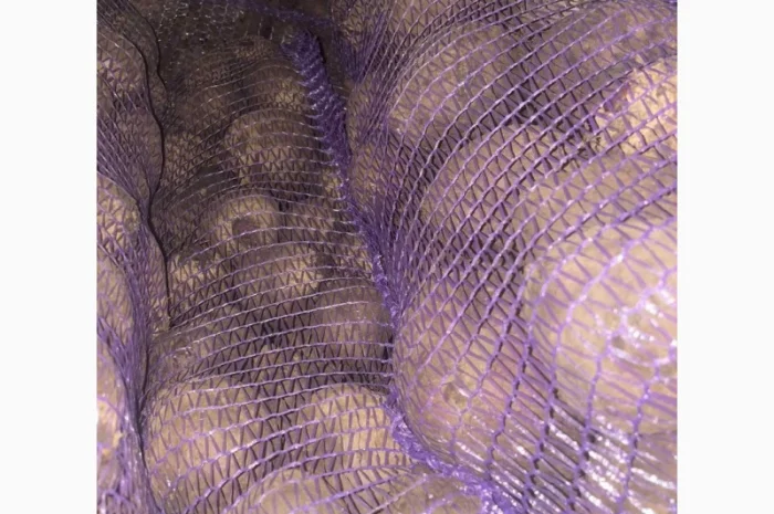 Буряк столовий- фото № 7