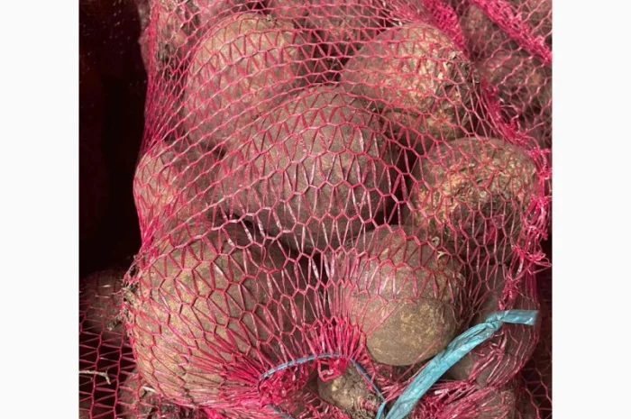 Буряк столовий- фото № 1