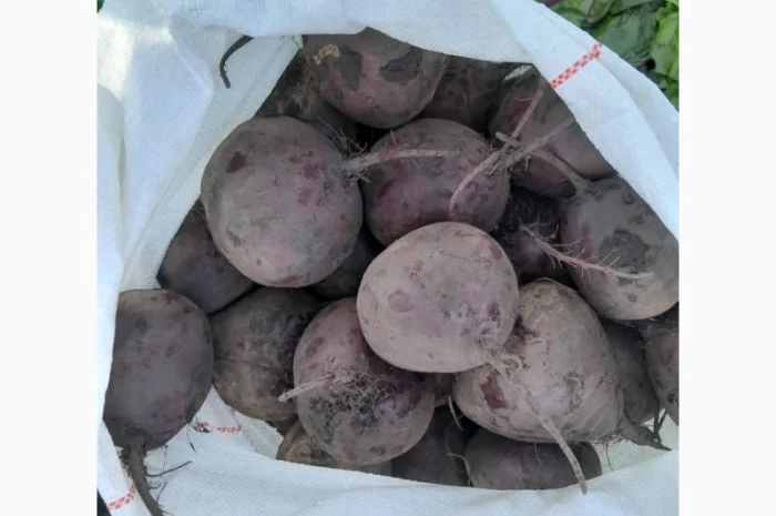 Свекла свежая, Буряк свежий- фото № 1