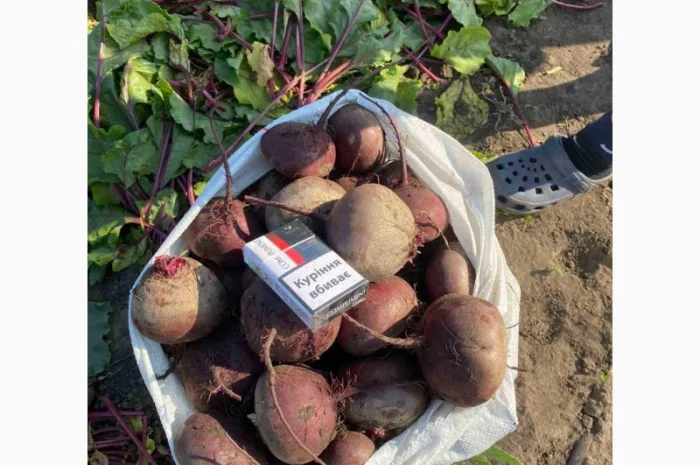 Свекла свежая, Буряк свежий- фото № 2
