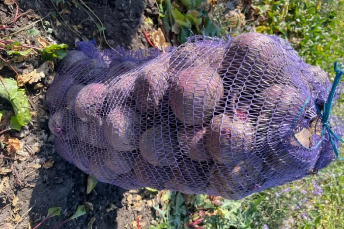 Свекла свежая, Буряк свежий- фото № 4