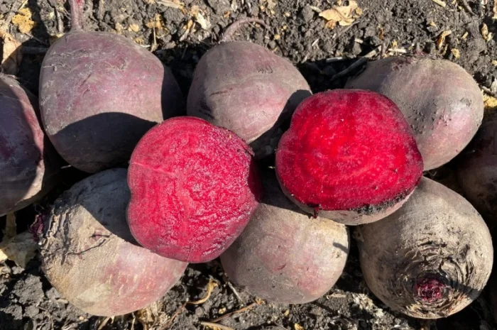 Свекла свежая, Буряк свежий- фото № 5