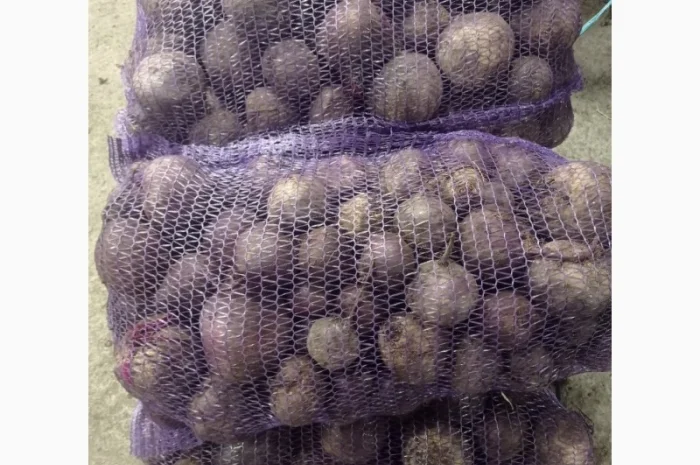 Продам свеклу- фото № 1