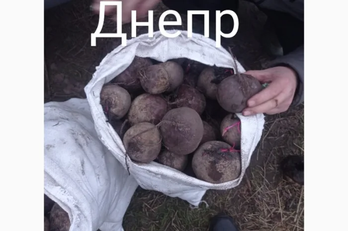 Продам свеклу- фото № 2