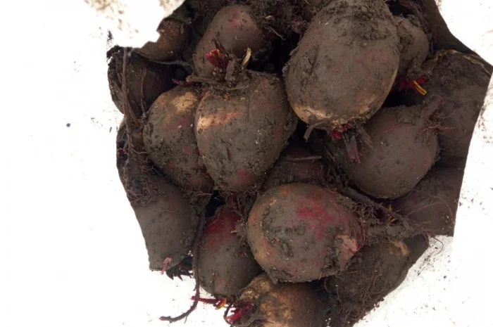 Продам буряк в якості- фото № 1