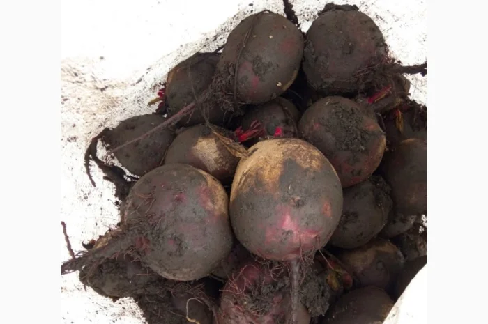 Продам буряк в якості- фото № 2