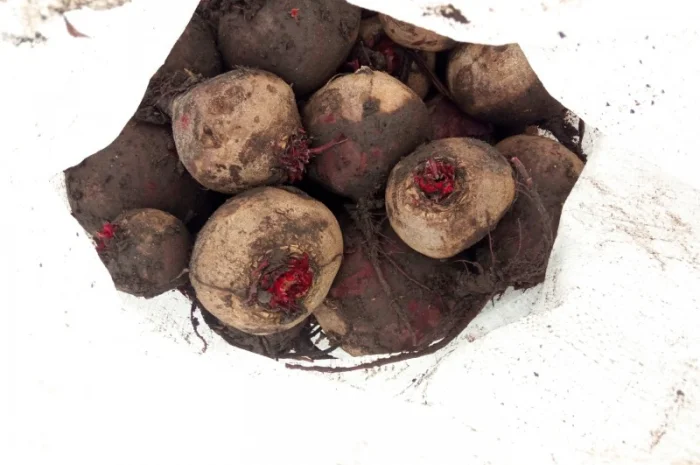 Продам буряк в якості- фото № 4