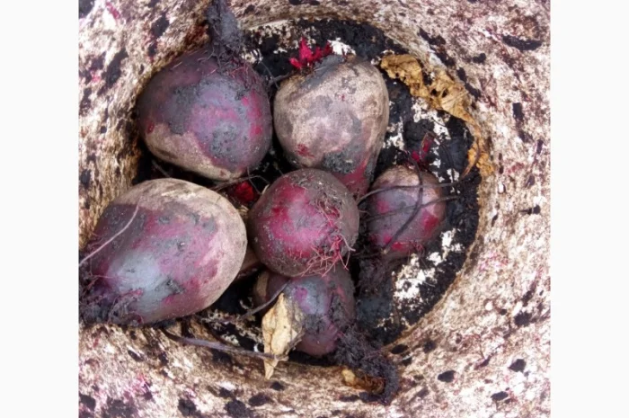 Продам буряк в якості- фото № 5