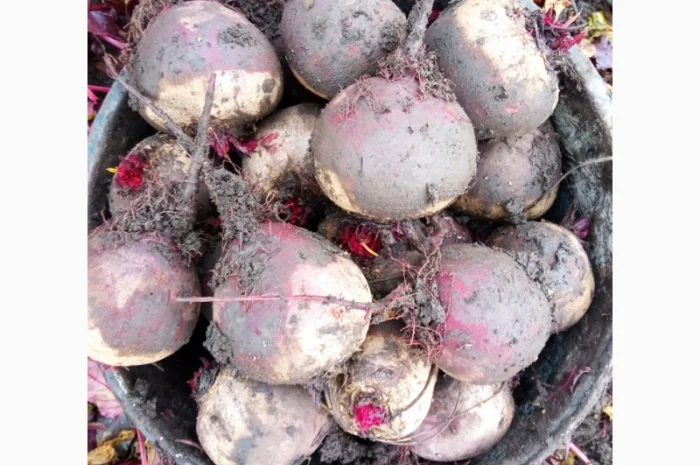 Продам буряк в якості- фото № 6