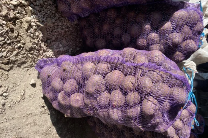 Продам буряк- фото № 1