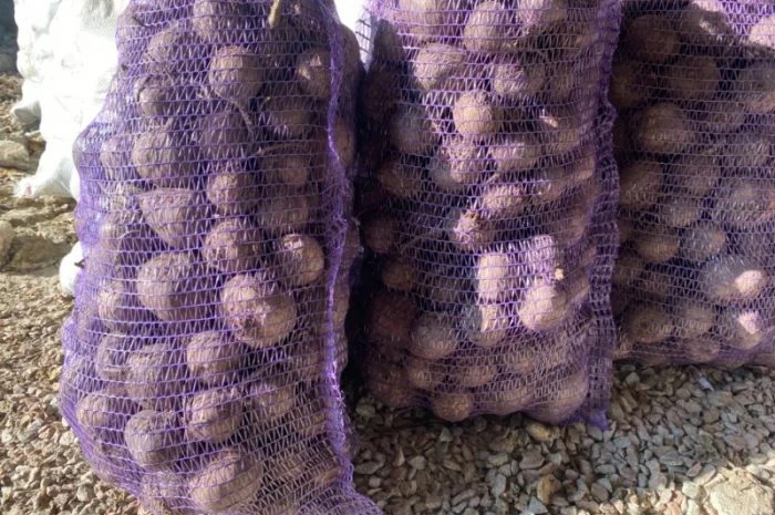 Продам буряк- фото № 2