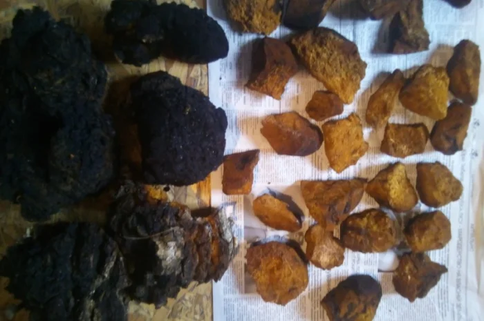 Чага березы без кори 100 грамм 45 грн- фото № 3