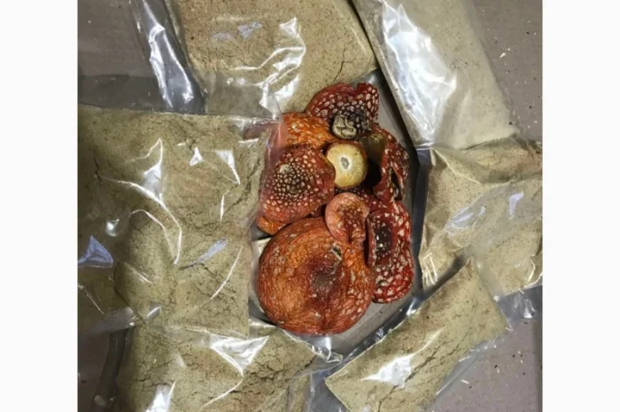 Продам Мухомор Червоний - 2024- фото № 2