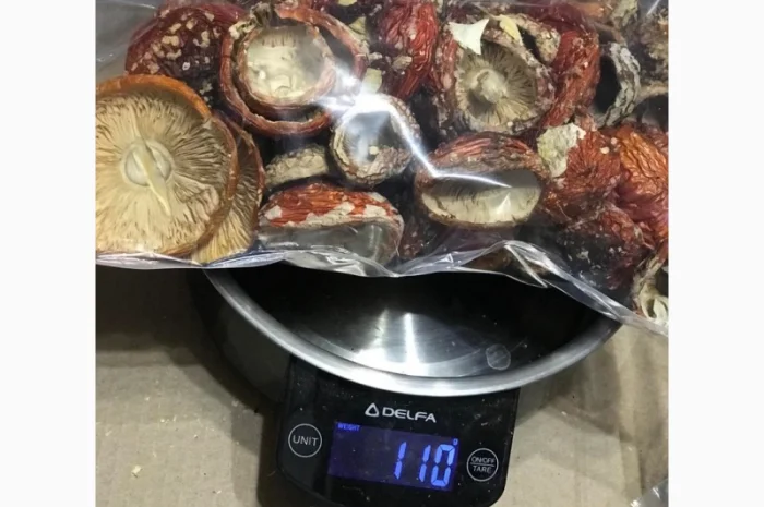 Продам Мухомор Червоний - 2024- фото № 3