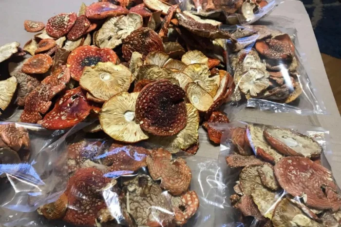 Продам Мухомор Червоний - 2024- фото № 4