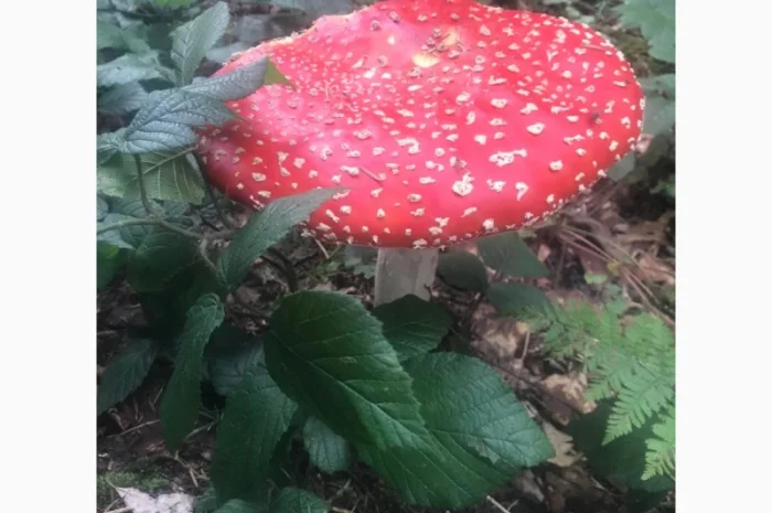 Продам Мухомор Червоний - 2024- фото № 5