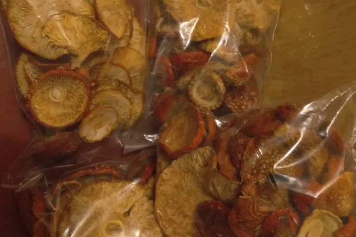 Мухоморы сухие 2024- фото № 1