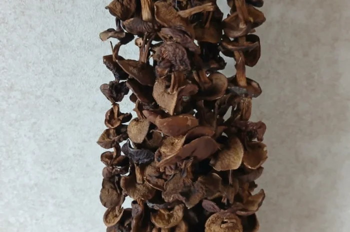 Продам сухі білі гриби жовті, сухі гриби польські- фото № 2