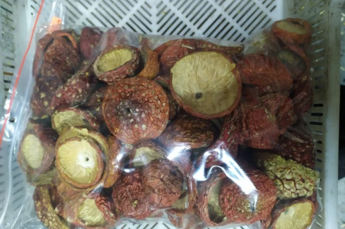 Мухомор Червоний збір вересень-жовтень 2024 року- фото № 1