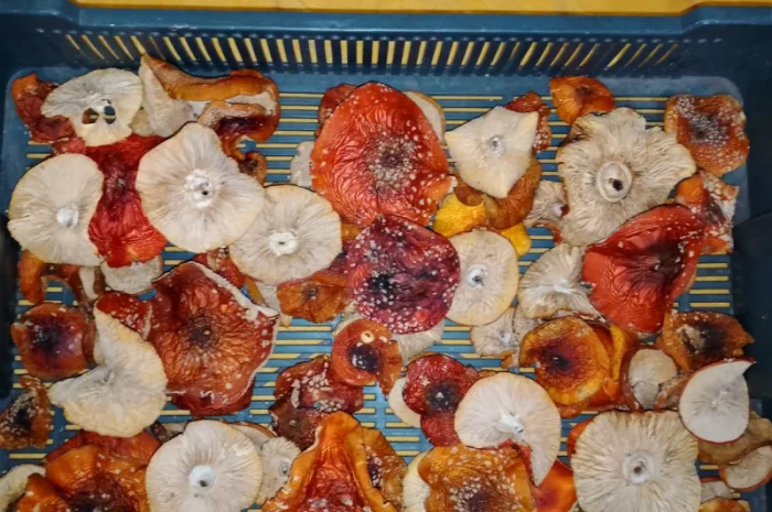 Продажа красного мухомора с акцией- фото № 1