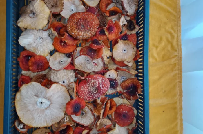 Продажа красного мухомора с акцией- фото № 2