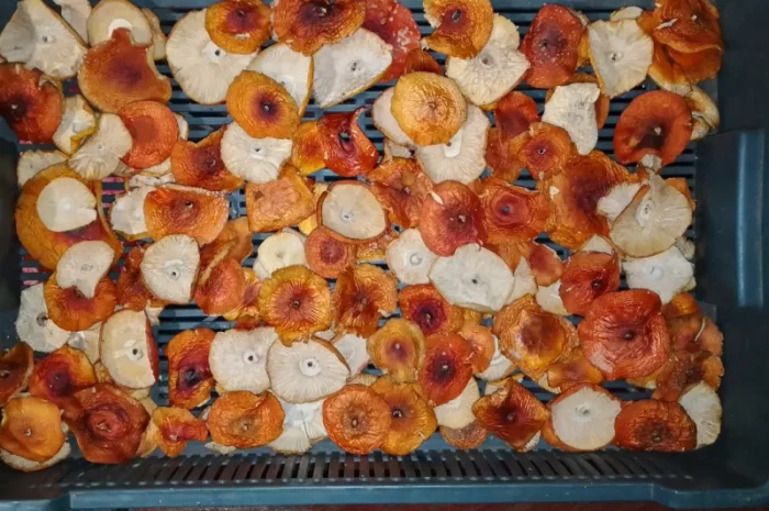 Продажа красного мухомора с акцией- фото № 3