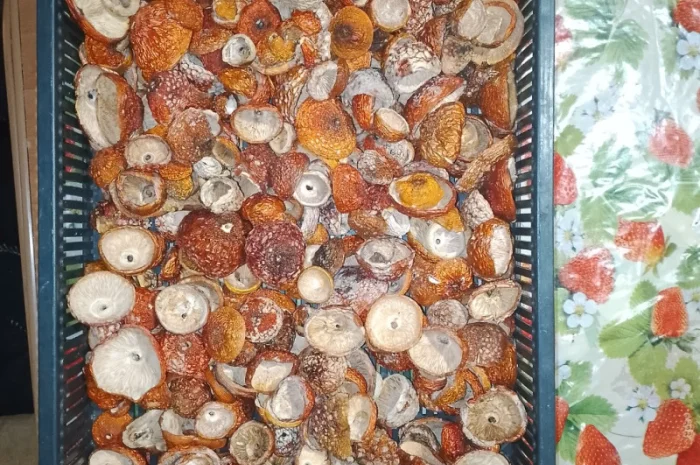 Продажа красного мухомора с акцией- фото № 4