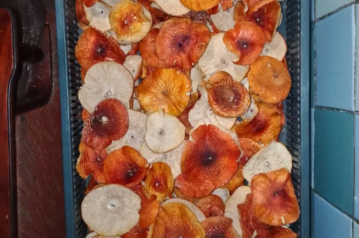 Мухомор Червоний сушений з акцією 10% на мелений- фото № 5