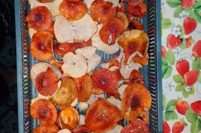 Мухомор Червоний сушений з акцією 10% на мелений- фото № 8