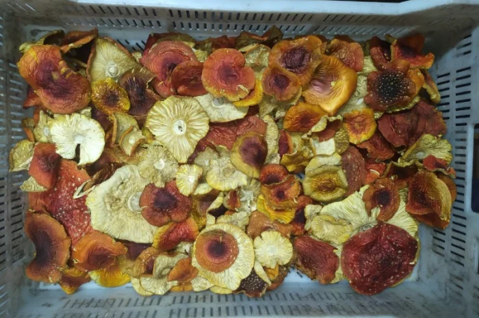 Мухомор Червоний сушений з акцією 10% на мелений- фото № 3