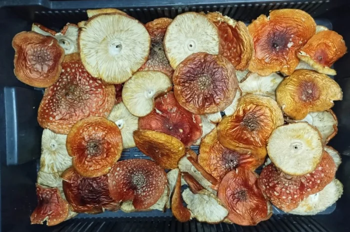 Продаж сушеного та молотого червоного мухомора- фото № 1