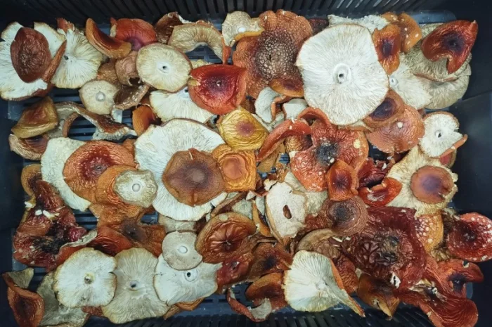 Продаж сушеного та молотого червоного мухомора- фото № 2